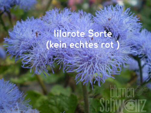 Ageratum Red Sea, Schnitt-Leberbalsam, Jungpflanze