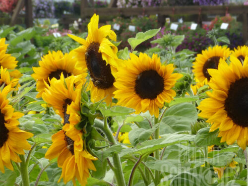 Helianthus S. Orange, Sonnenblume, Jungpflanze