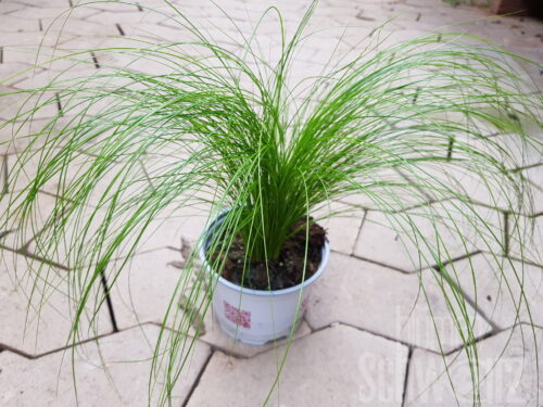 Stipa tenuifolia