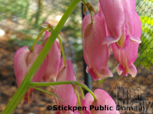 Dicentra exim. Amore Rose, tränendes Herz