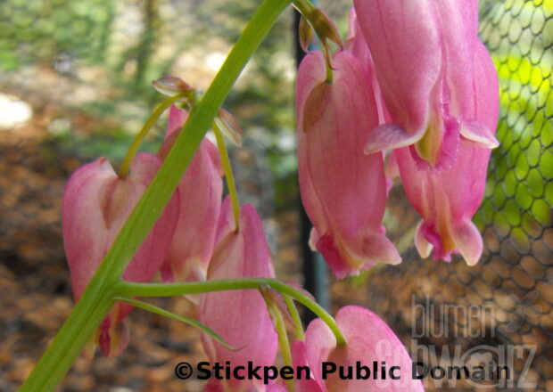 Dicentra exim. Amore Rose, tränendes Herz