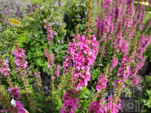 Lythrum Little Robert, Blutweiderich