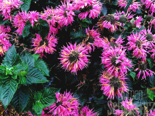 Monarda Melua Burgundy, Indianernessel
