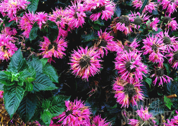 Monarda Melua Burgundy, Indianernessel