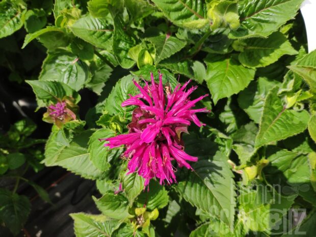 Monarda Melua Violet, Indiandernessel