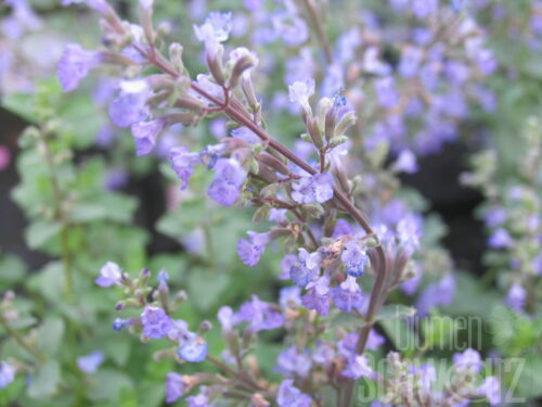Nepeta ne. Pink Cat, Rosa großblüt.Katzenminze