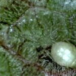 parasitierte Blattlaus