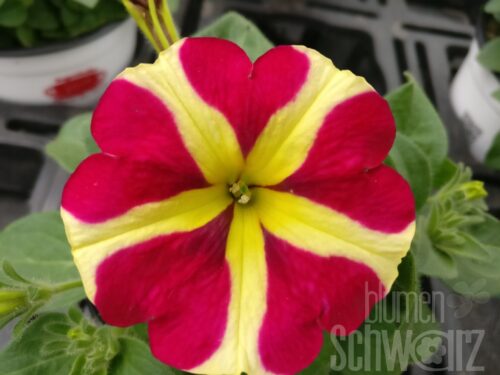 Petunia Amore Queen of Heart