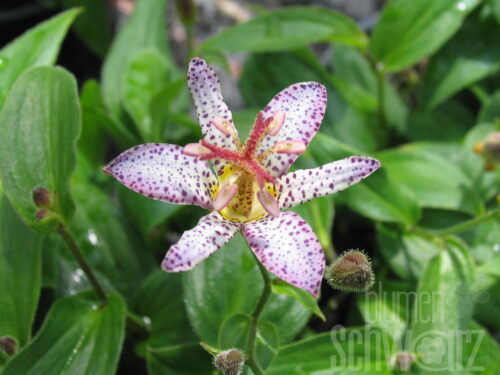 Tricyrtis h. Miyazaki, Weiße Krötenlilie