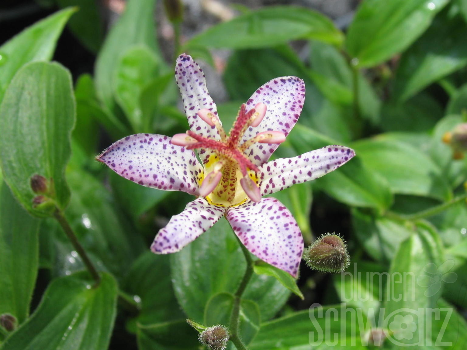 Tricyrtis h. Miyazaki, Weiße Krötenlilie