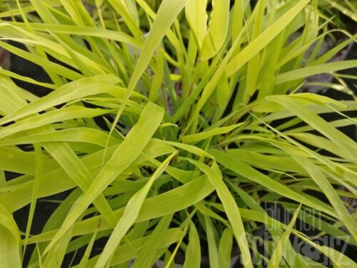 Hakonechloa macra Albostriata, Cremeweißes Berggras