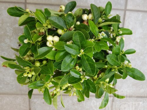 Gaultheria proc. , weiße Rebhuhnbeere