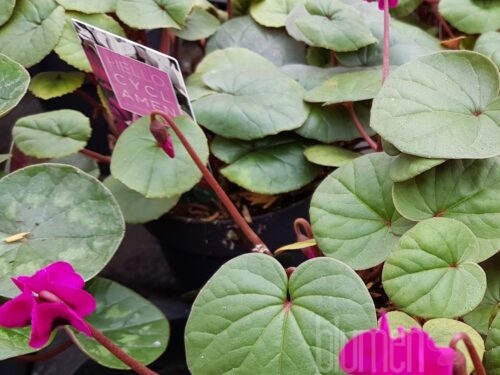 Cyclamen winterhartes Alpenveilchen