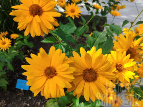 Heliopsis helianth. Summer Sun - Sonnenauge