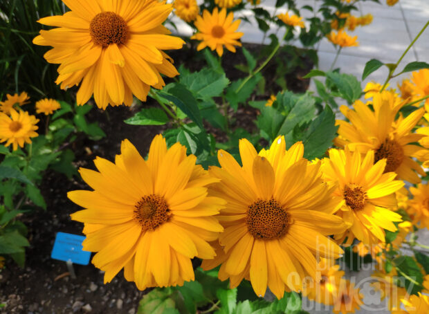Heliopsis helianth. Summer Sun - Sonnenauge