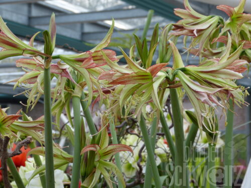 Hippeastrum, Amaryllis Mystica