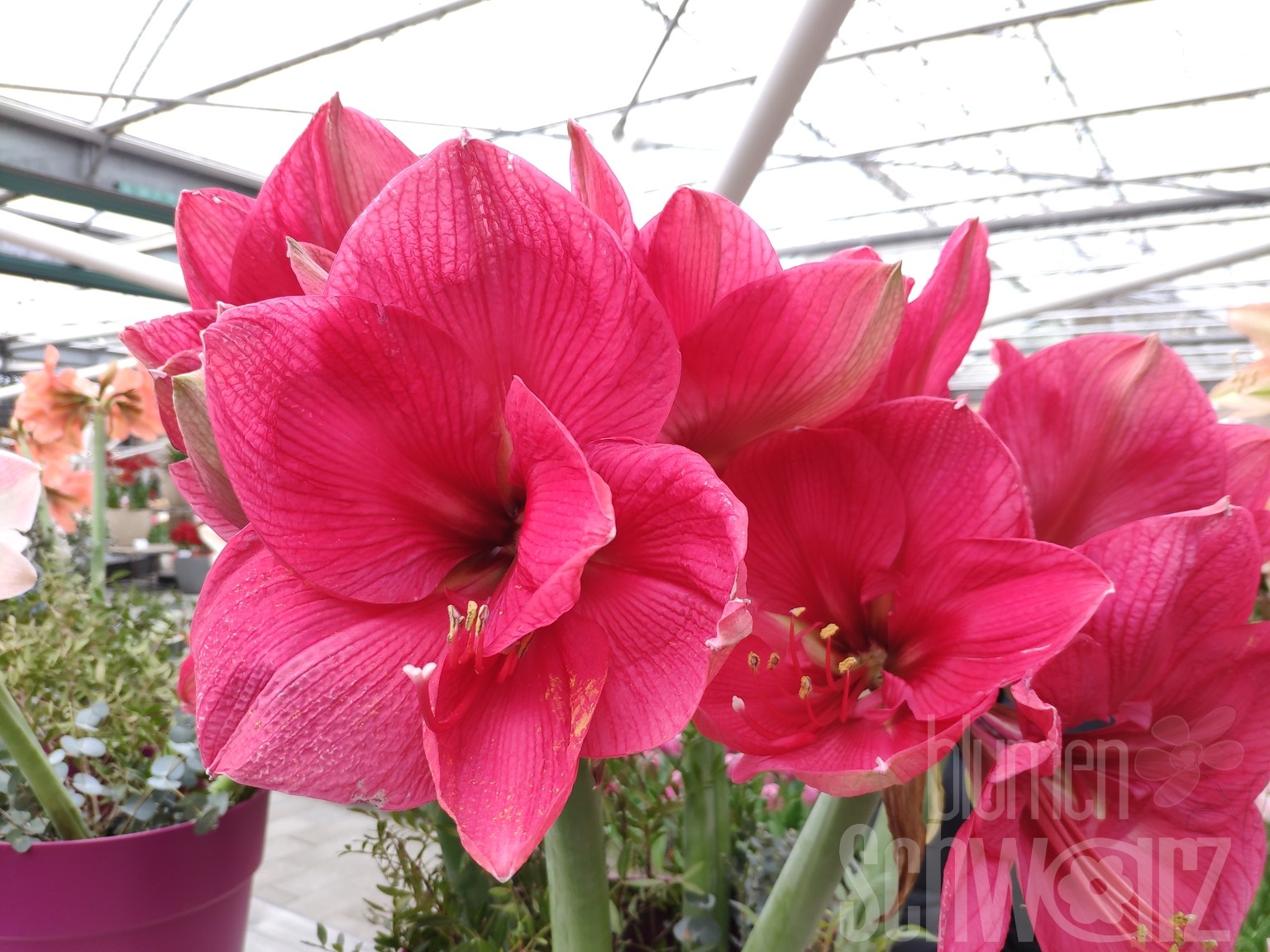 Hippeastrum, Amaryllis Pink Rival