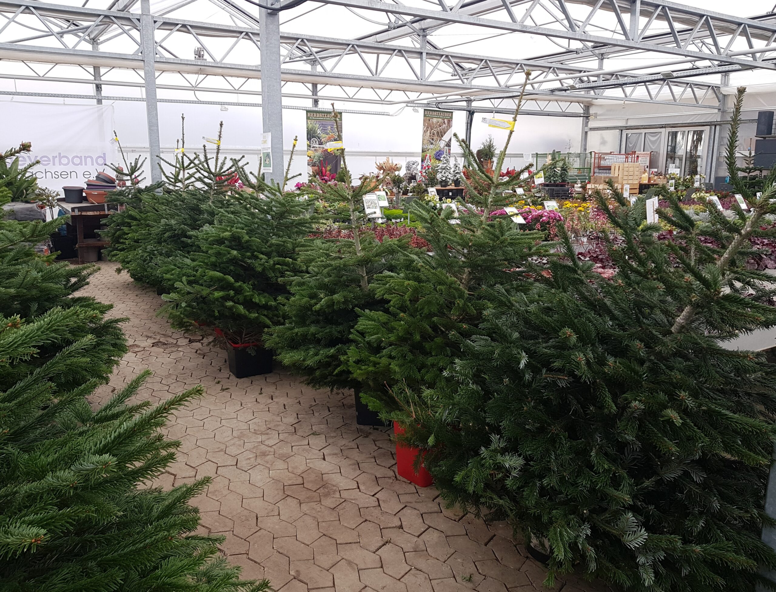 Blick auf die Weihnachtsäume in unserer Gärtnerei in Rutzendorf