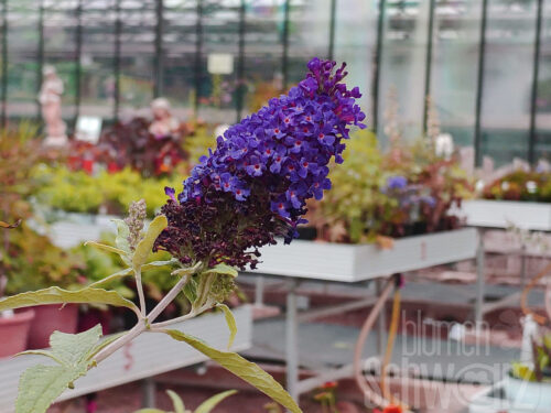 Buddleja Tutti Frutti, T17, Violett. Zwerg-Sommerflieder