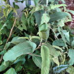 Eucalyptus citriodorus Lemon Bush