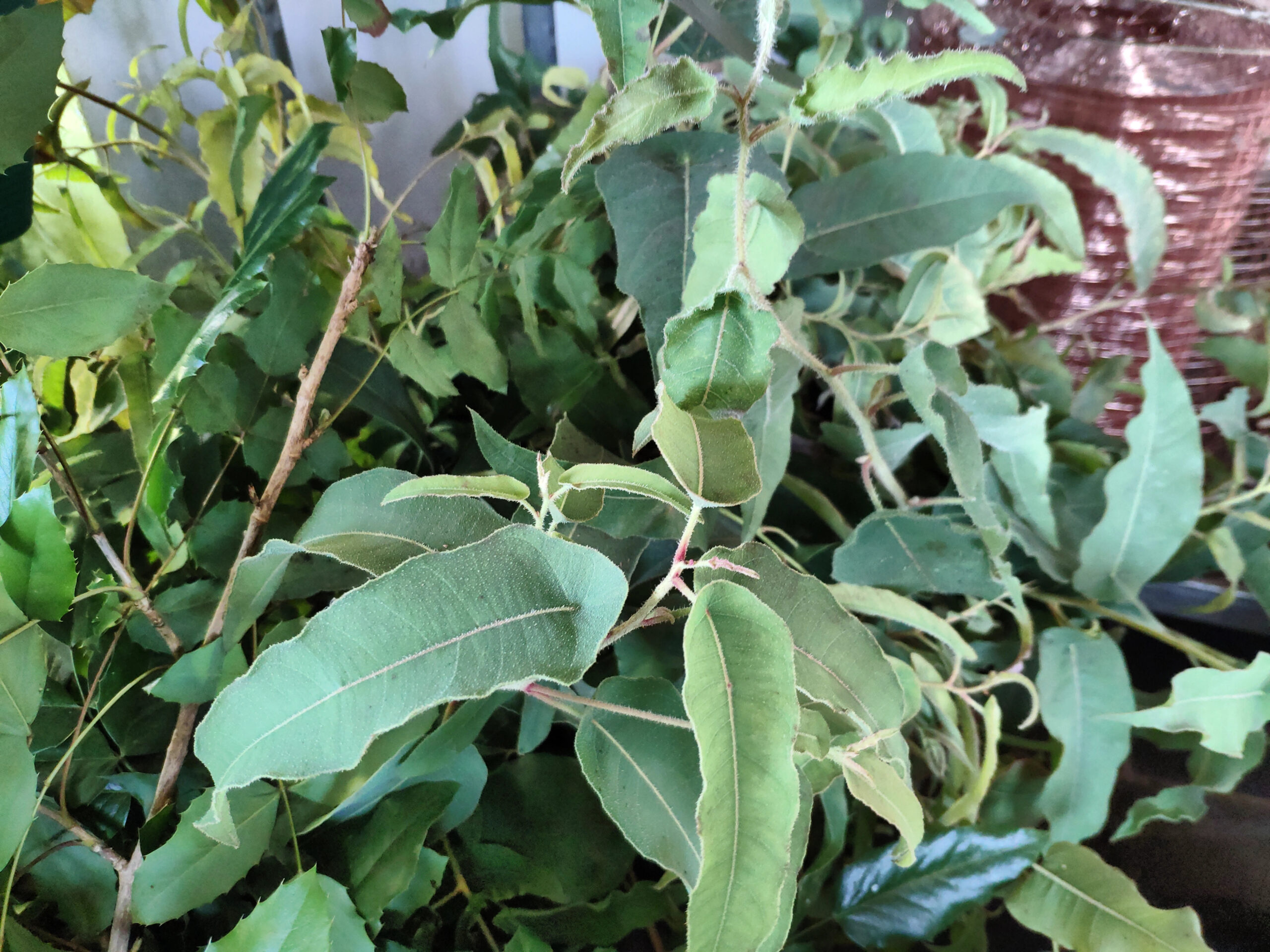 Eucalyptus citriodorus Lemon Bush