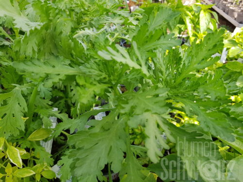 Chrysanthemum essbar Bio-Saatgut - Speisechrysantheme