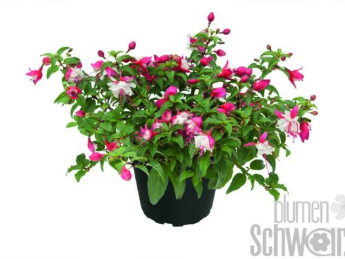 Fuchsia SD Lucia