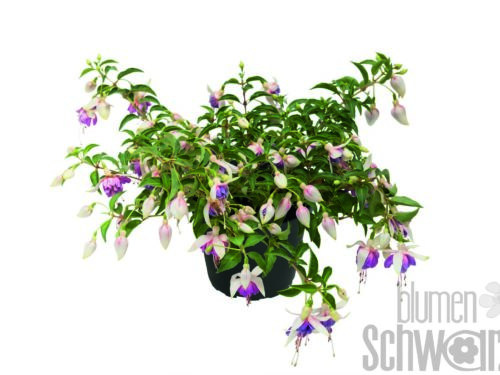 Fuchsia Tr. SD Beatrice hängend