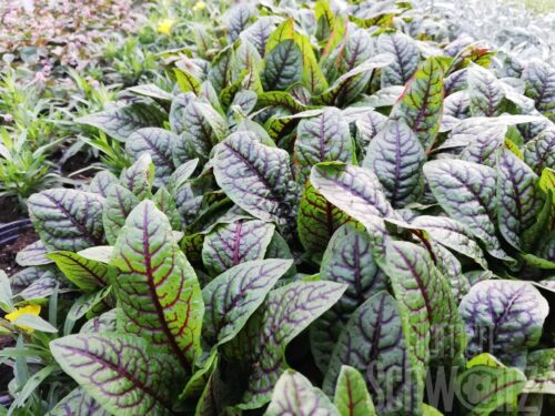 Rumex Bloody Dock - Blutsauerampfer