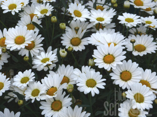 Argyranthemum, weiß, Margerite