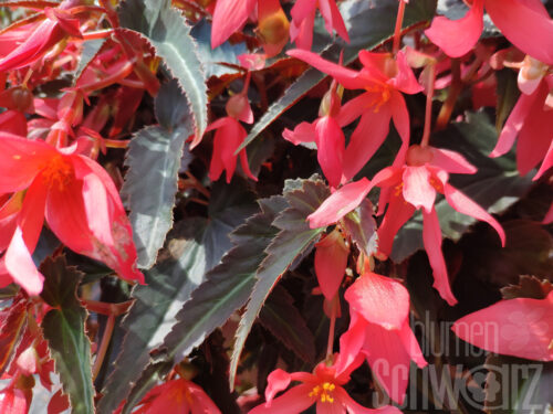 Begonia Summerwings, rosa Hängebegonie