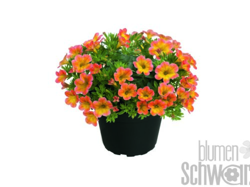 Calibrachoa Superbells Honey Peach