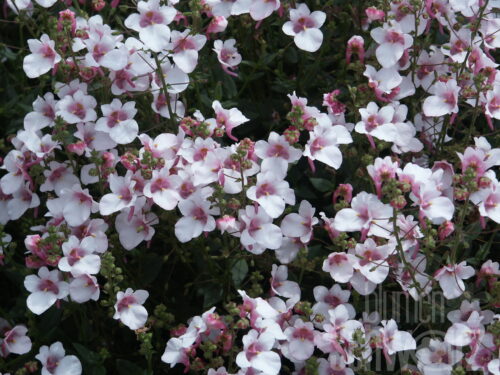 Diascia Breeze Appleblossom