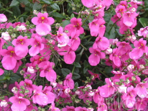 Diascia Breeze Plus Pink