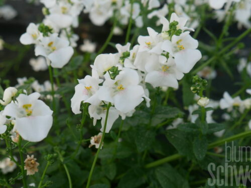 Diascia Breeze Plus White