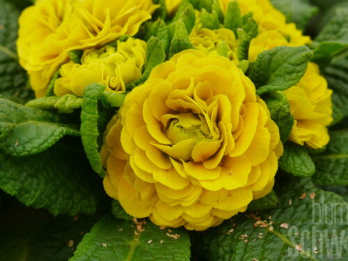 Primula Belarina Day-Glo Yellow - Zitronengelbe gef. Primel