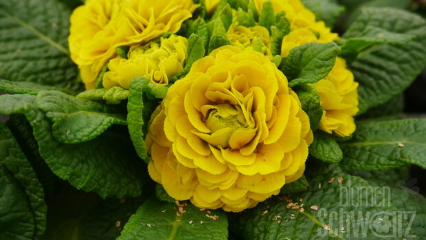 Primula Belarina Day-Glo Yellow - Zitronengelbe gef. Primel