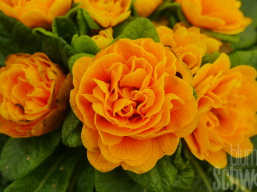 Primula Belarina Mandarin - Gelborange gef. Primel