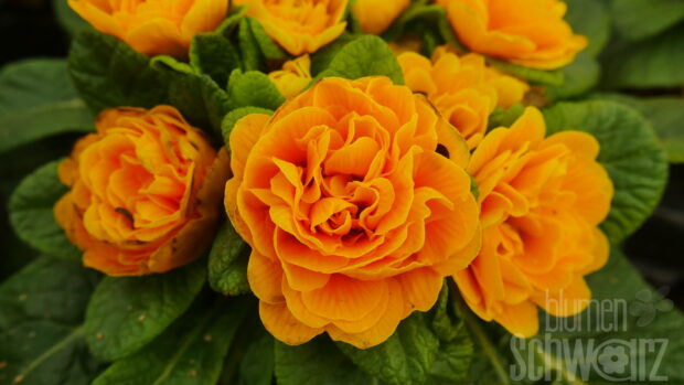 Primula Belarina Mandarin - Gelborange gef. Primel