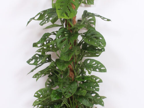 Monstera adansonii Monkey Leaf