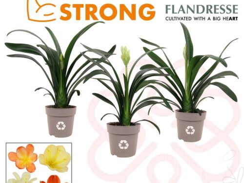 Clivia gemischt