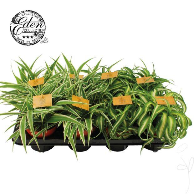 Chlorophytum gemischt