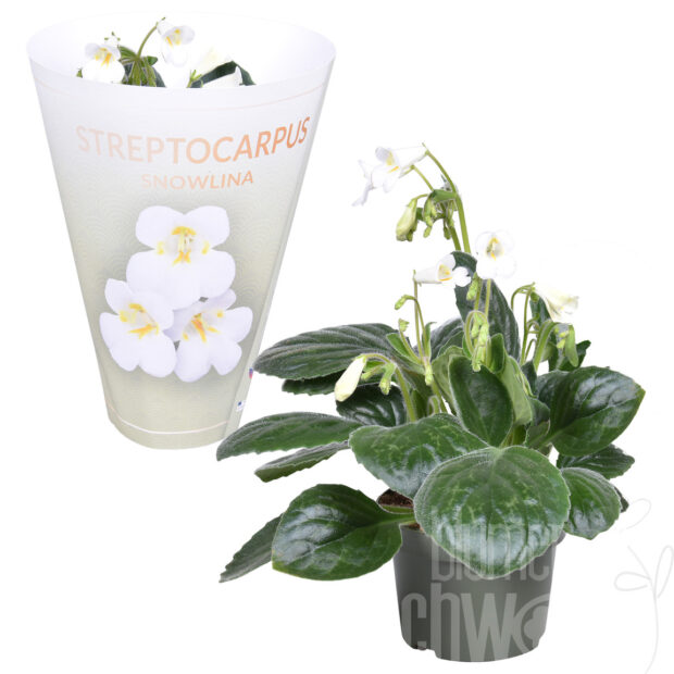 Streptocarpus Snowlina