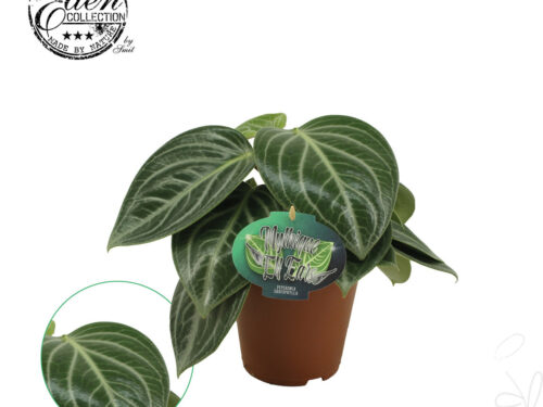 Peperomia sonstig Sarcophylla
