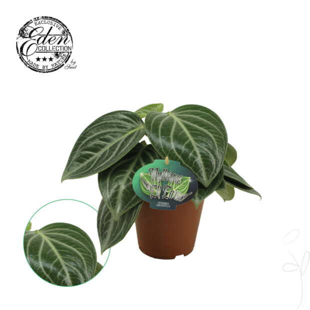 Peperomia sonstig Sarcophylla