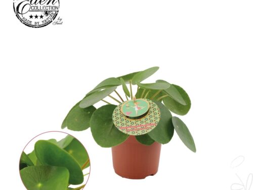 Pilea peperomioides, Bauchnabelpflanze