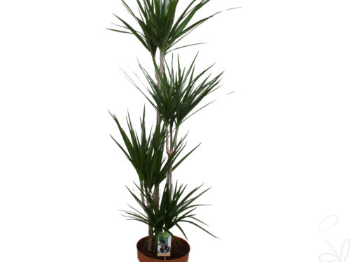 Dracaena marginata