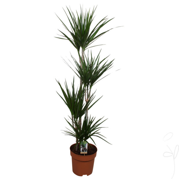 Dracaena marginata