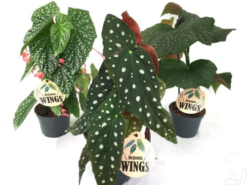 Begonia Blatt maculata -Wightii-