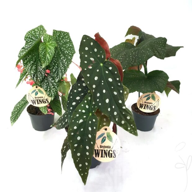 Begonia Blatt maculata -Wightii-